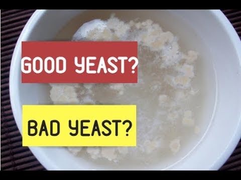 Forms of Yeast, How To Proof Yeast / How To Examine If Yeast Is Lively (Video Publish)